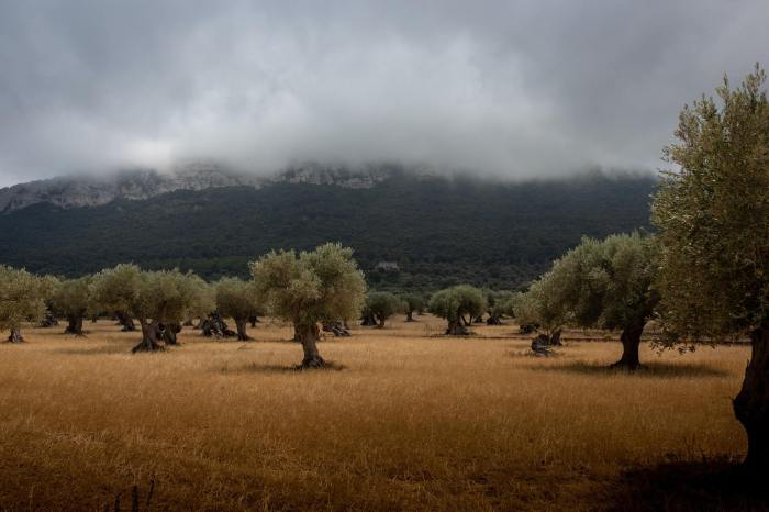 Olive tree oil domestication history background white archaeology bruni riccardo eyeem getty